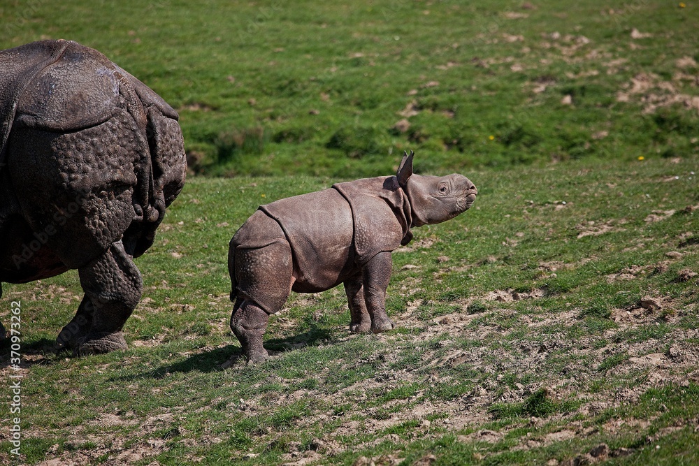 Fototapeta premium Indian Rhinoceros, rhinoceros unicornis, Mother with Calf