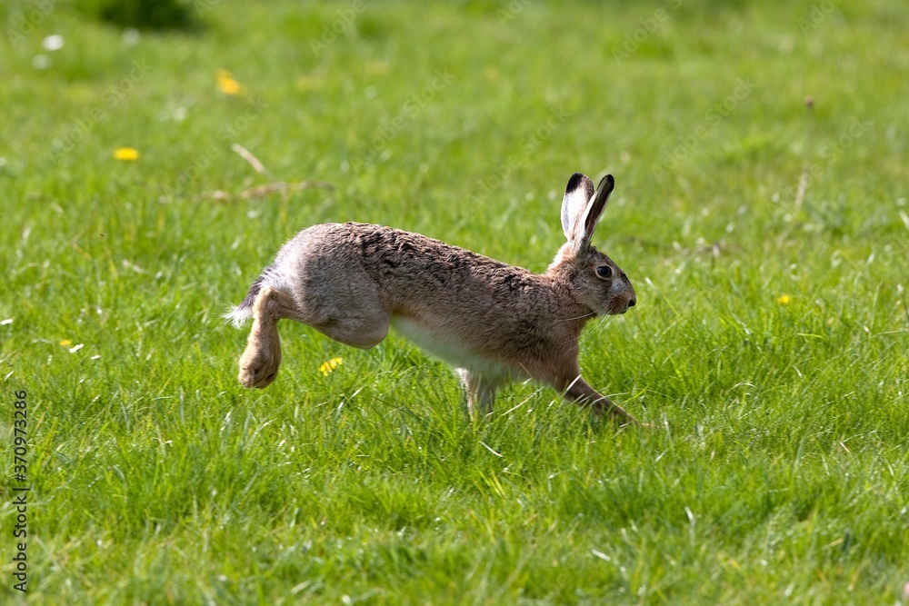 Fototapeta premium European Brown Hare, lepus europaeus, Adult running on Grass, Normandy