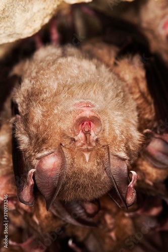 Greater Horseshoe Bat, rhinolophus ferrumequinum, Colony Hibernating in a Cave, Normandy