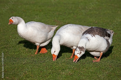 Norman Goose, Male is White and Female is White and Brown, a French Breed from Normandy