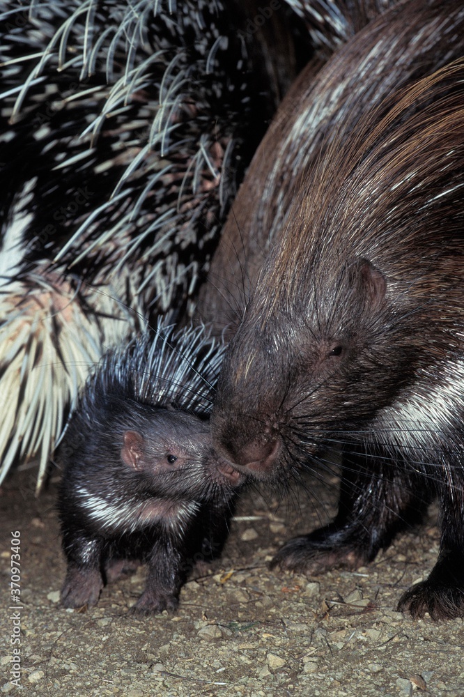 Crested Porcupine, hystrix cristata, Female with Young Crested Porcupine, hystrix cristata, Female with Young