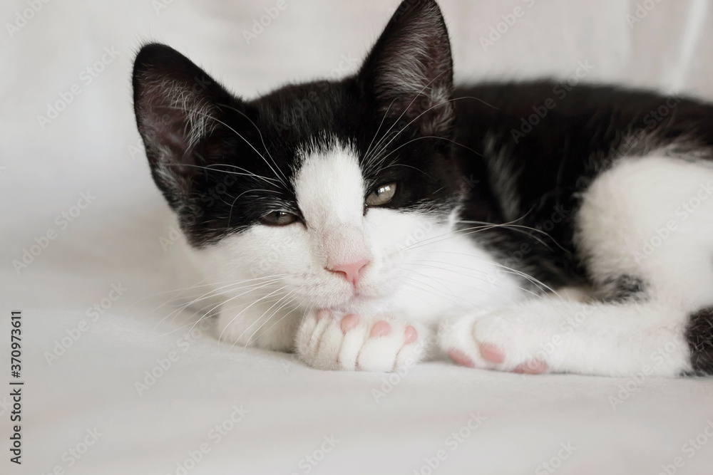 Naklejka premium portrait of cute sleepy tuxedo cat kitten on white blanket 