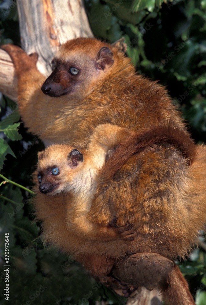 Obraz premium Black Lemur, eulemur macaco, Female with young standing on Branch