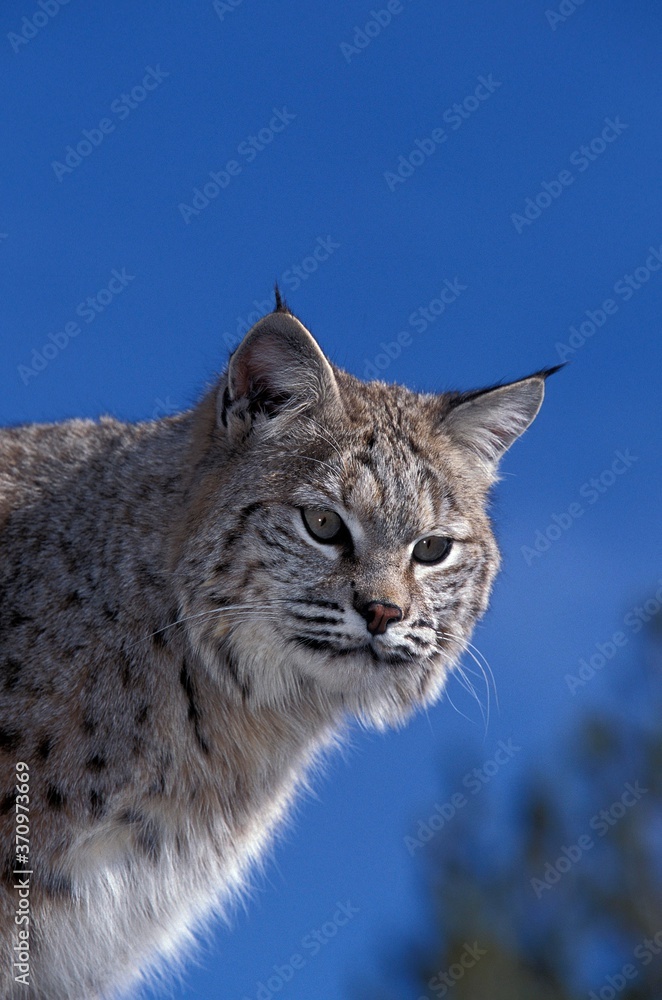 Bobcat, lynx rufus, Portrait of Adult against Blue Sky, Canada Bobcat, lynx rufus, Portrait of Adult against Blue Sky, Canada