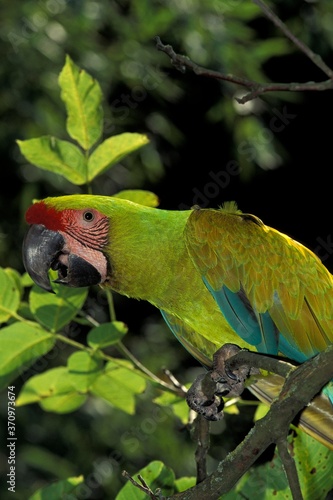 Great Green Macaw or Buffon's Macaw, ara ambigua, Adult standing on Branch photo