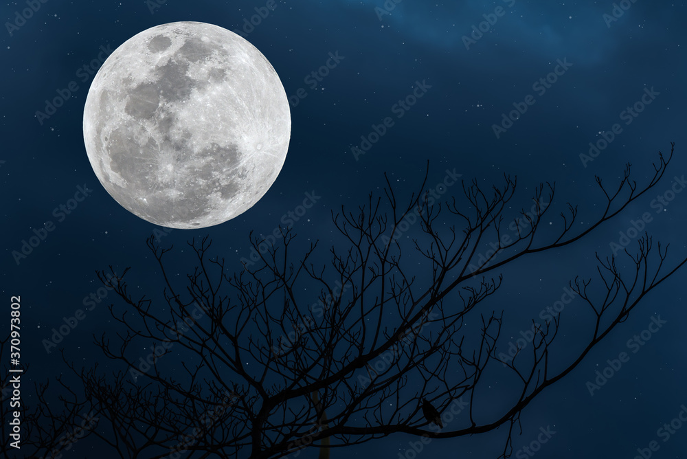 Full moon on the sky with silhouette tree branch. Full moon on the sky with silhouette tree branch.