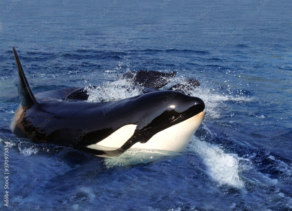 Fototapeta premium Killer Whale, orcinus orca, Adult standing at Surface, Channel near Orca's Island