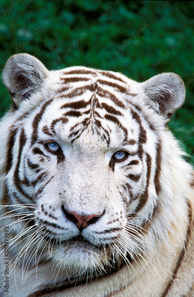White Tiger, panthera tigris, Portrait of Adult