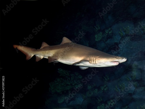 Sand Tiger Shark or Grey Nurse Shark, carcharias taurus