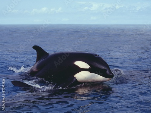 Killer Whale, orcinus orca, Adult Breaching, Channel near Orca's Island