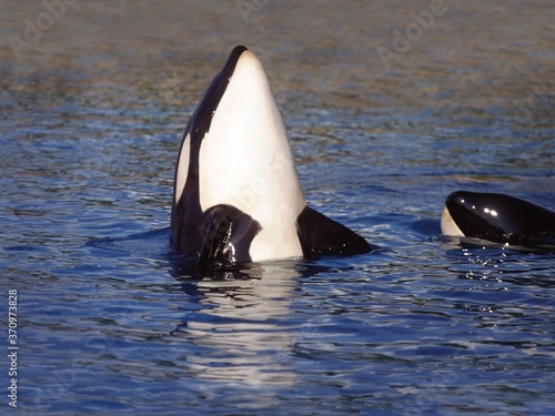 Killer Whale, orcinus orca, Adult Spy Hopping, Channel near Orca's Island