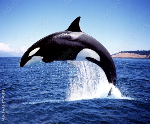 Killer Whale, orcinus orca, Adult Breaching, Channel near Orca's Island © slowmotiongli