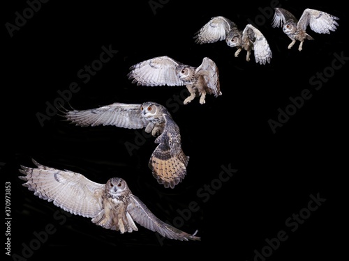 European Eagle Owl, asio otus, Adult in Flight, Step by Step
