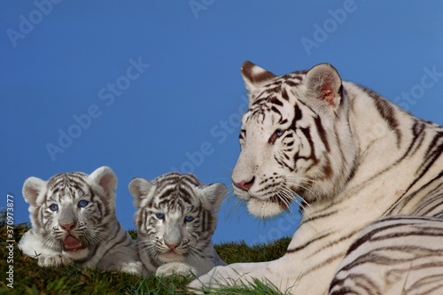 White Tiger  panthera tigris  Female with Cub laying on Grass