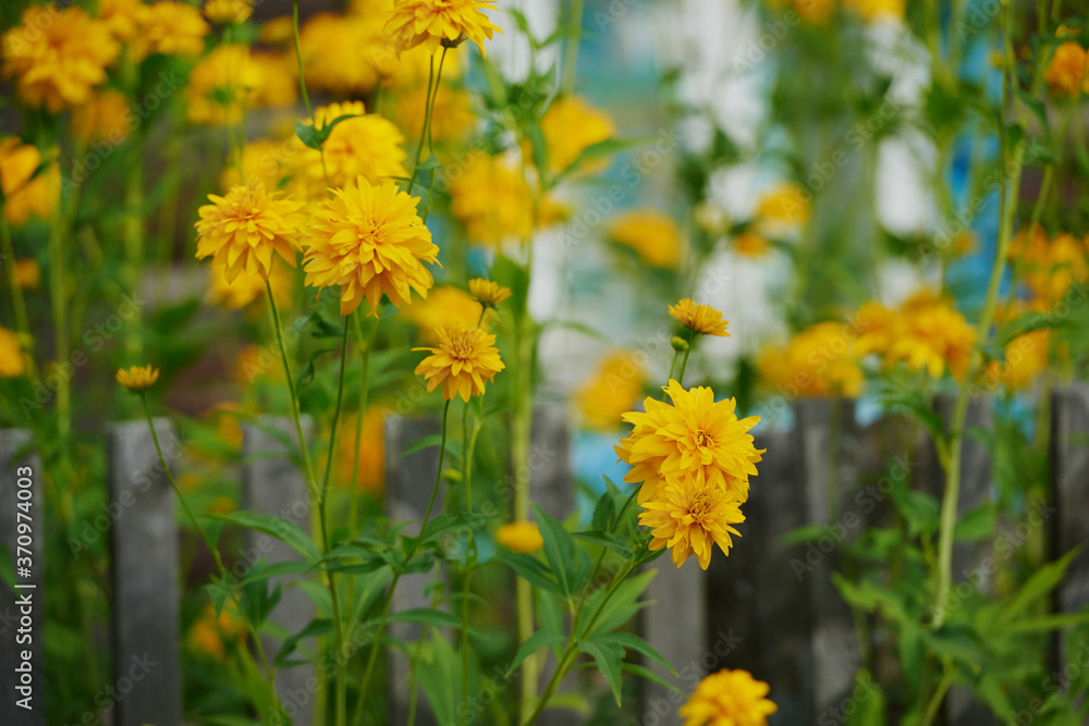 Fototapeta premium on a vast green field grow fragrant summer yellow flowers