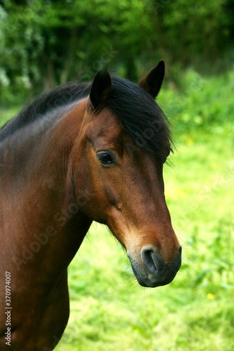 French Saddle Pony  Portrait of Adult