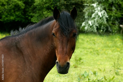 French Saddle Pony, Portrait of Adult