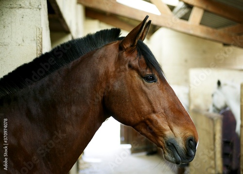Horse at Loose Box, Normandy