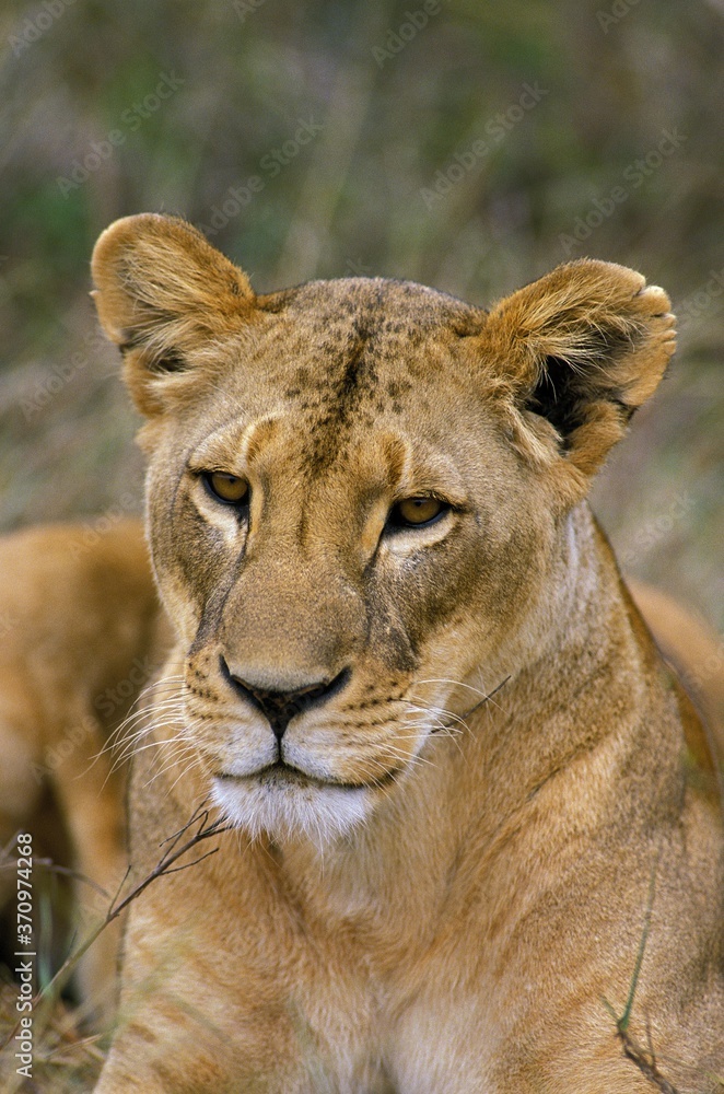 African Lion, panthera leo, Portrait of Female, Kenya African Lion, panthera leo, Portrait of Female, Kenya