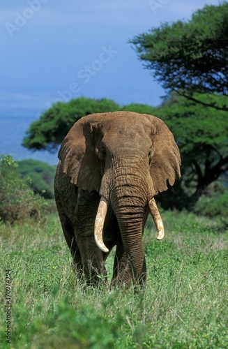 African Elephant, loxodonta africana, Masai Mara Park in Kenya © slowmotiongli