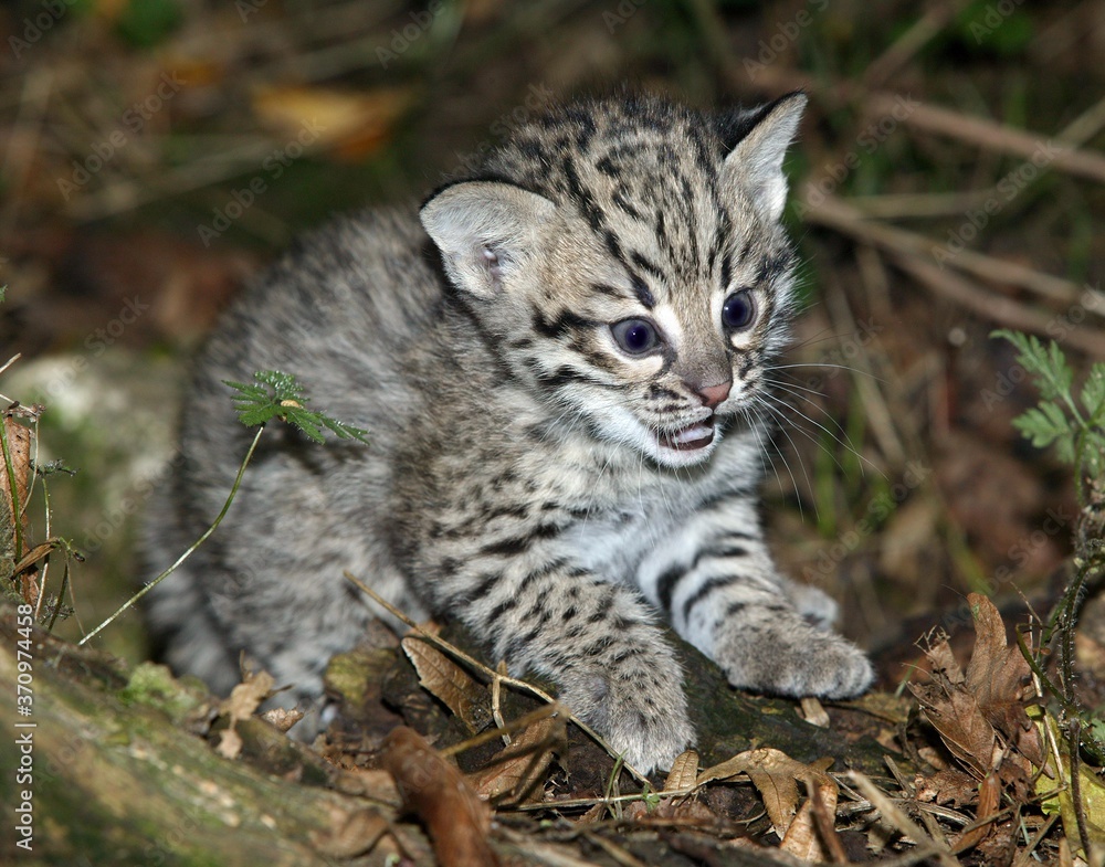 Geoffroy's Cat, oncifelis geoffroyi, Kitten