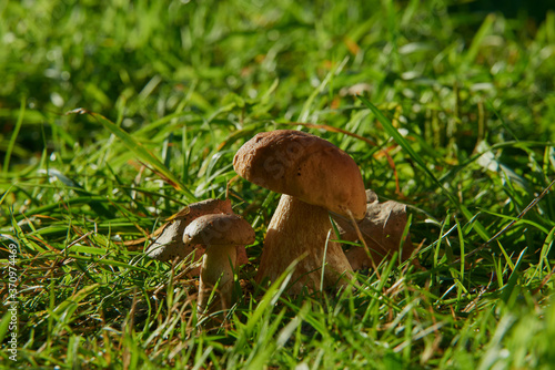 Mushrooms cut in the woods. Mushroom boletus edilus. Popular white Boletus mushrooms in forest. photo