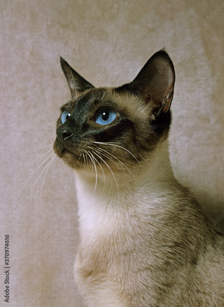 Seal Point Siamese Domestic Cat, Portrait of Adult