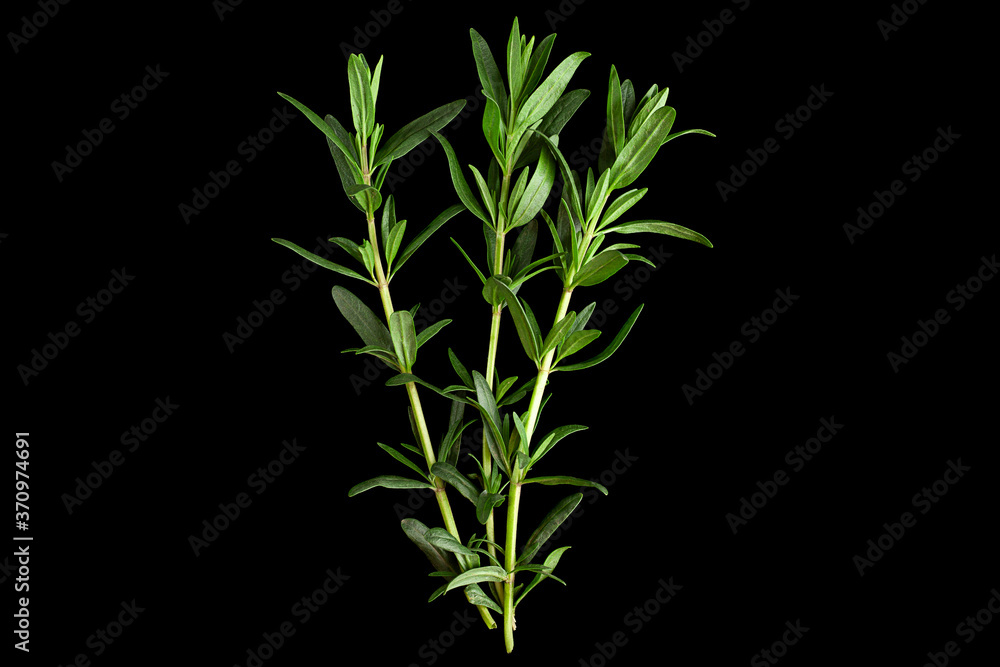 Obraz premium Tarragon bunch closeup