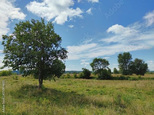 sunny landscape with trees in the field against the background of a beautiful blue sky with clouds