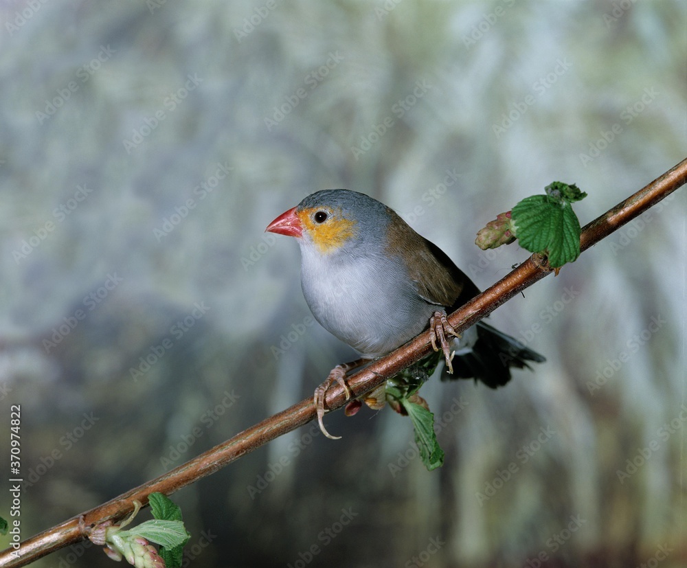 Orange Cheeked Waxbill, estrilda melpoda, Adult standing on Branch Orange Cheeked Waxbill, estrilda melpoda, Adult standing on Branch