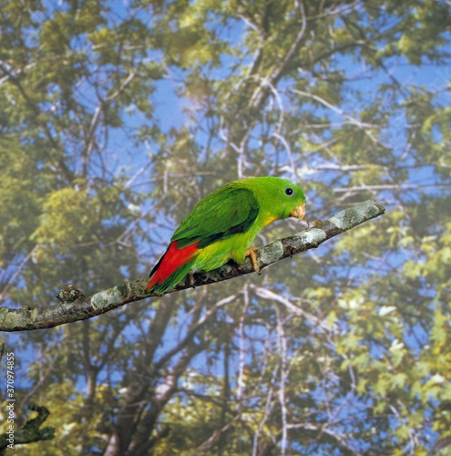 Yellow-Throated Hanging Parrot, loriculus pusillus, Adult standing on Branch photo