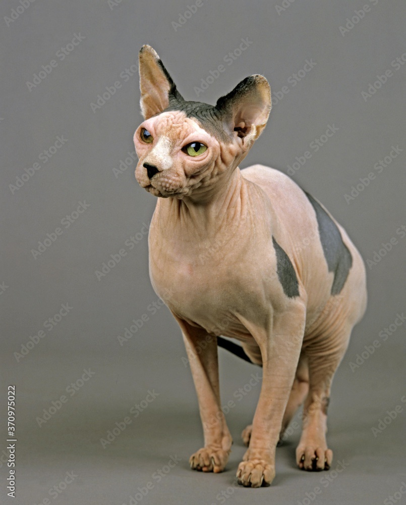 Sphynx Domestic Cat, Hairless Cat, Adult standing against Grey Background