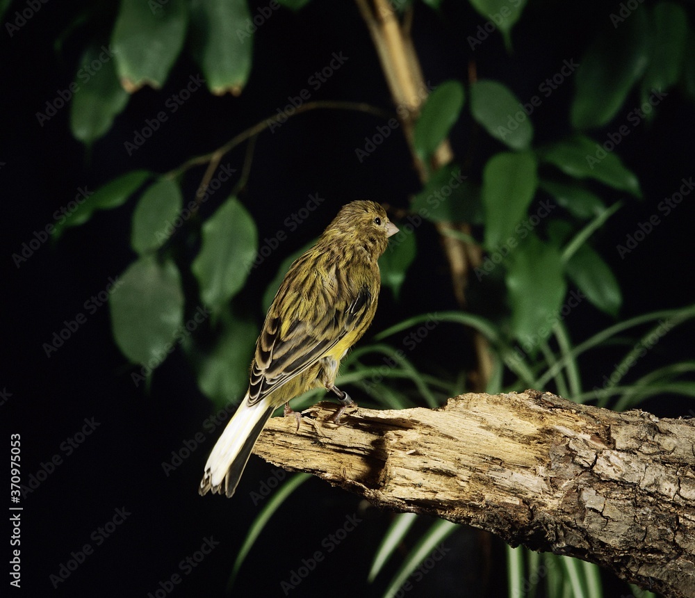 Canary Hartz or Song Canary, serinus canaria, Adult standing on Branch Canary Hartz or Song Canary, serinus canaria, Adult standing on Branch