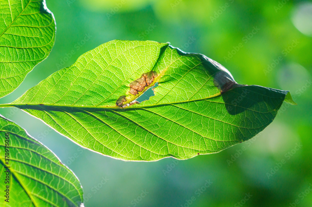 Bacterial diseases of nuts appear as lesions and brown spots on green leav