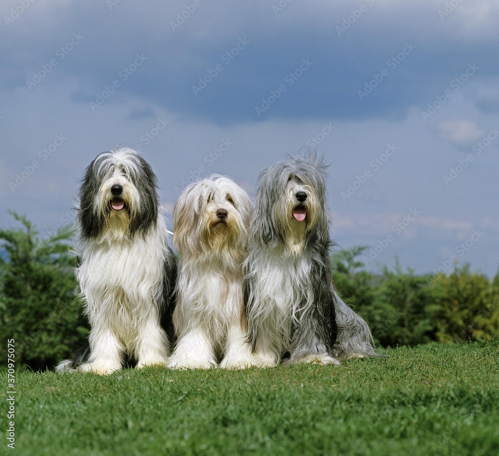 Bearded Collie, Group sitting on Grass