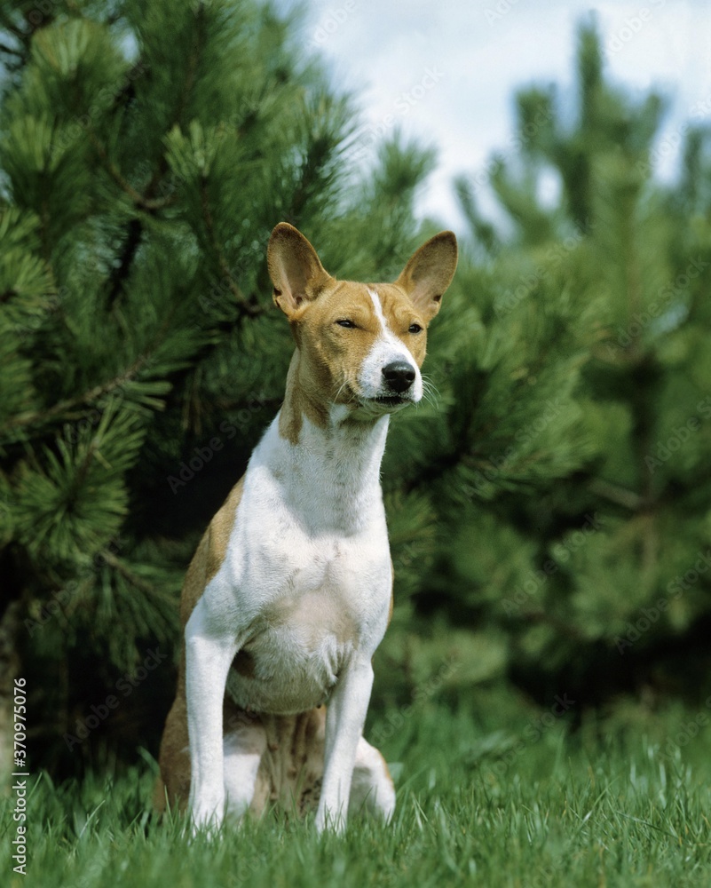 Basenji Dog, Female sitting on Grass
