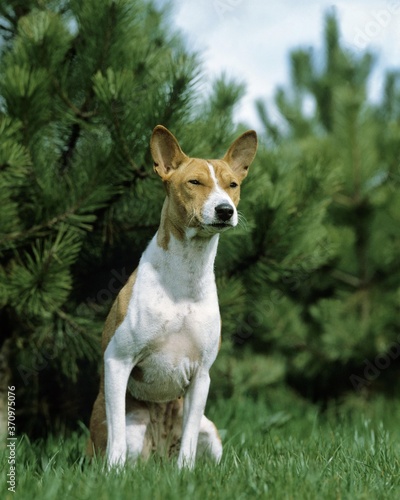 Basenji Dog, Female sitting on Grass