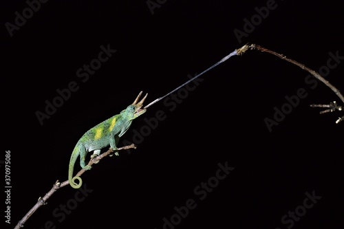 Jackson's Chameleon, chamaeleo jacksoni, Male Striking at a Grasshoper