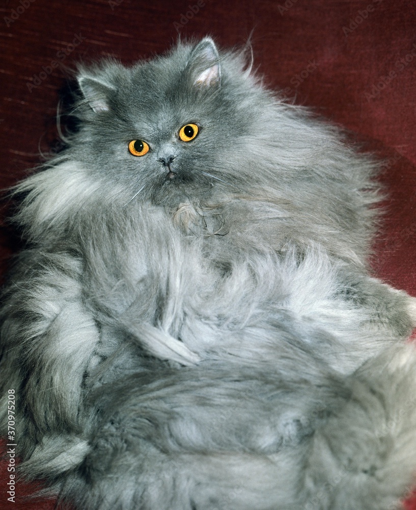 Blue Persian Domestic Cat, Adult