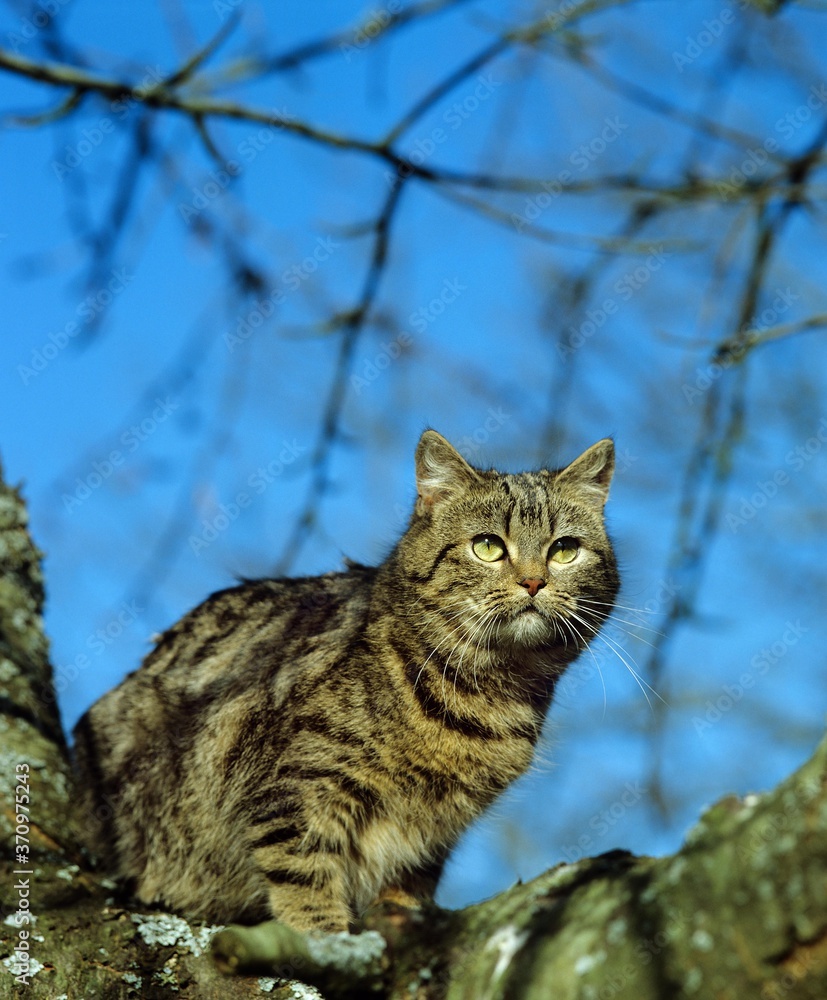 Obraz premium Domestic Cat perched in Tree