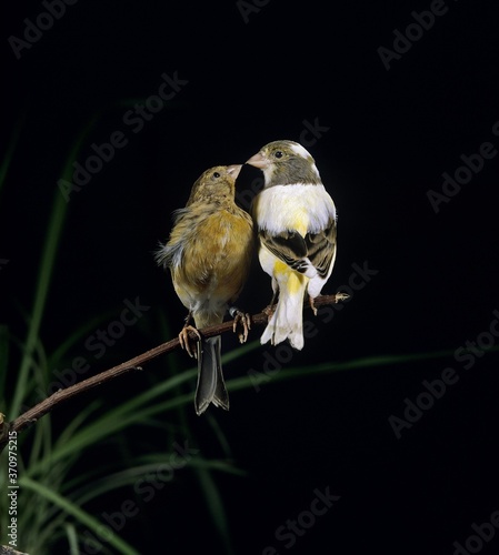 Singing Smet Canary, serinus canaria, Adults standing on Branch against Black Background photo