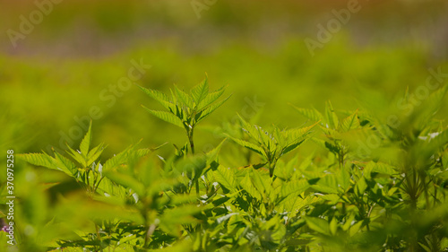 texture of small green leaves of a bush. Young green grass. Eco-friendly space.