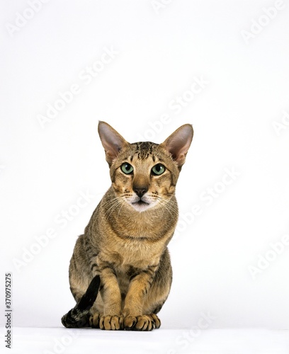 Brown Tabby Oriental Domestic Cat, Adult sitting against White Background