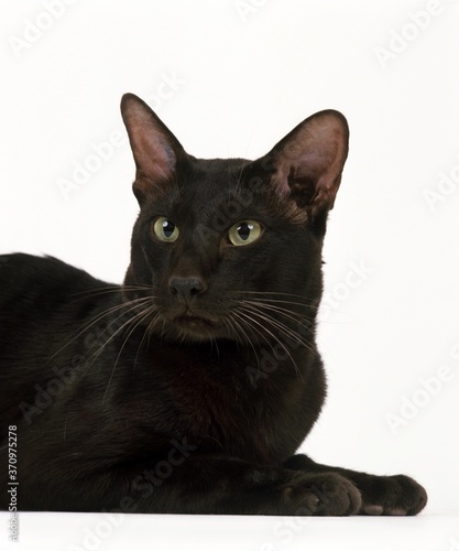 14 Best Havana Brown Cat Images Stock Photos Vectors Adobe Stock 14 Best Havana Brown Cat Images Stock Photos Vectors Adobe Stock