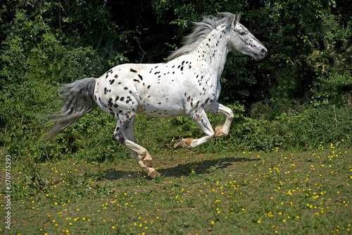 Appaloosa Horse Galloping through Paddock