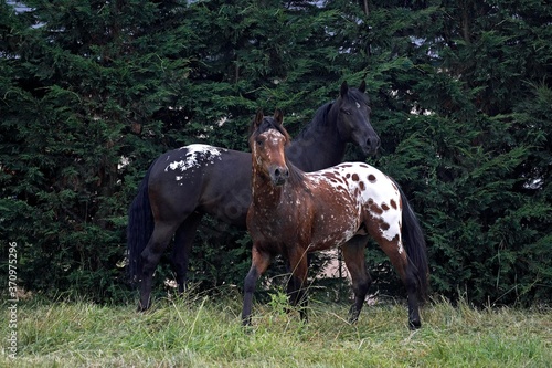 Cuadro en lienzo Appaloosa Horses standing in Paddock