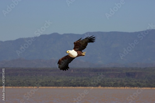 African Fish Eagle, haliaeetus vocifer, Adult in Flight, Baringo Lake in Kenya