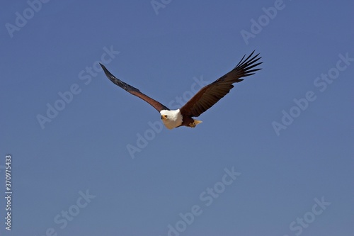 African Fish Eagle  haliaeetus vocifer  Adult in Flight against Blue Sky  Baringo Lake in Kenya