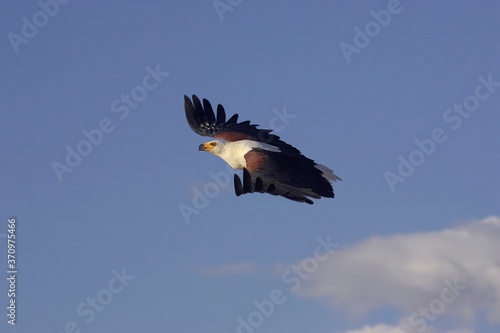 African Fish Eagle, haliaeetus vocifer, Adult in Flight against Blue Sky, Baringo Lake in Kenya