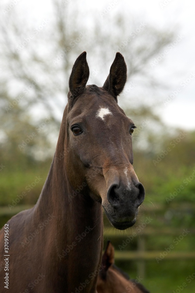 Fototapeta premium Akhal Teke, Horse Breed from Turkmenistan, Portrait of Adult